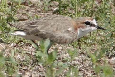 Red-capped Plover - ML615261856