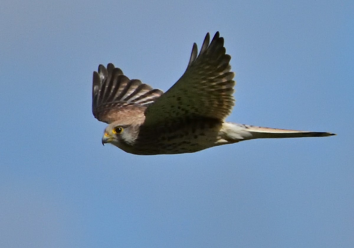 Eurasian Kestrel - ML615261908