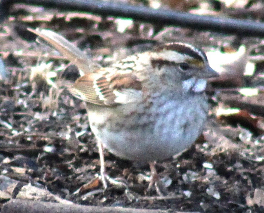 White-throated Sparrow - ML615261915