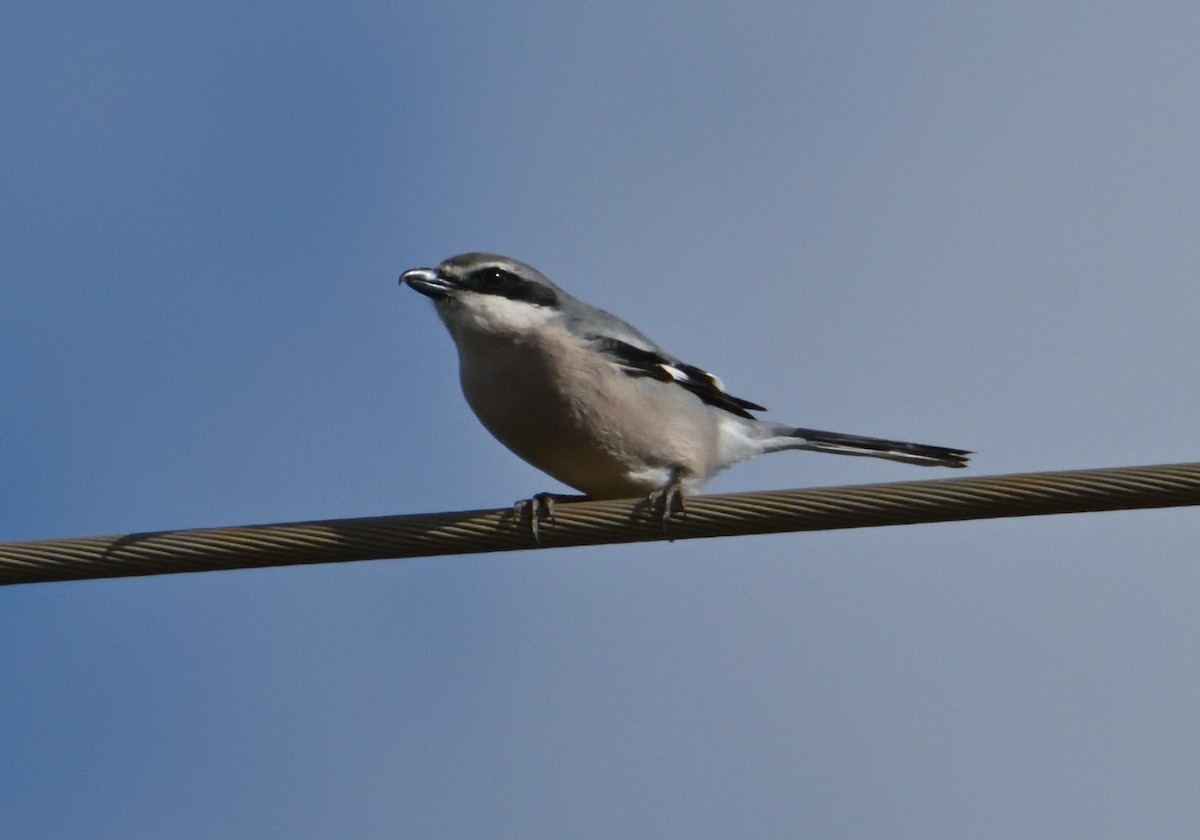 Iberian Gray Shrike - ML615261943