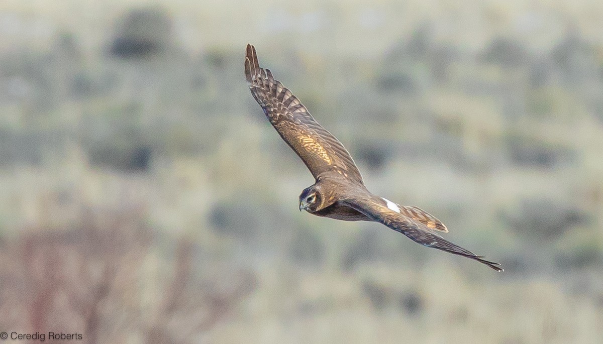 Northern Harrier - ML615261949