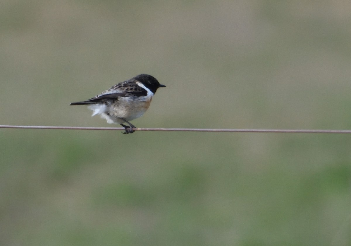 European Stonechat - ML615261952
