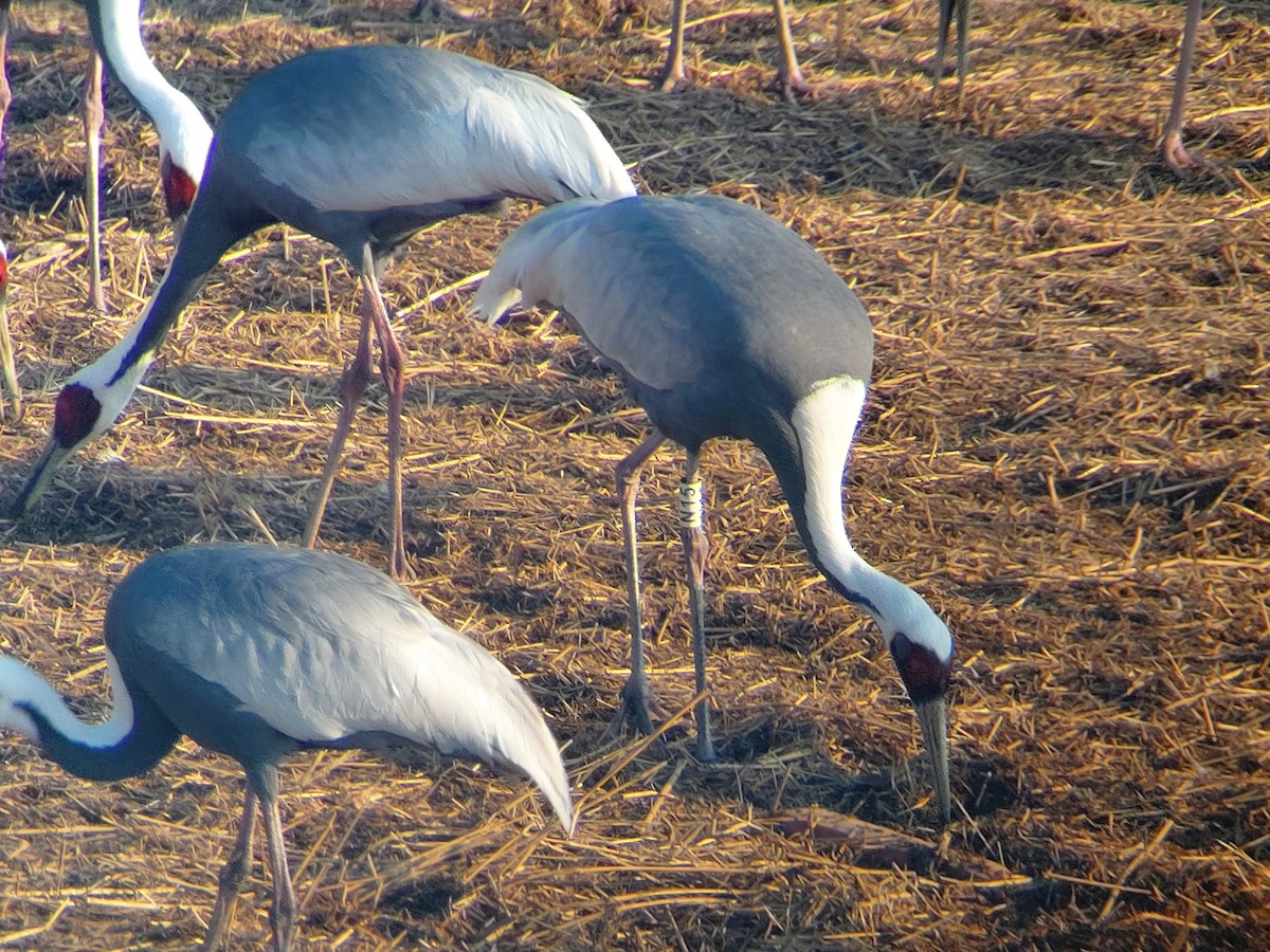 White-naped Crane - ML615261957