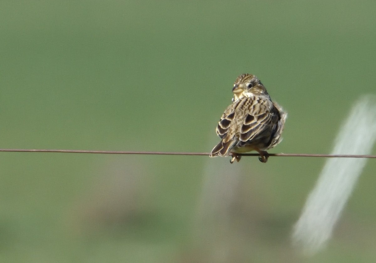 Corn Bunting - ML615261962