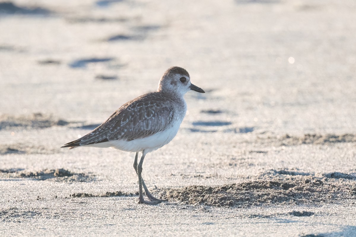 Black-bellied Plover - ML615261974