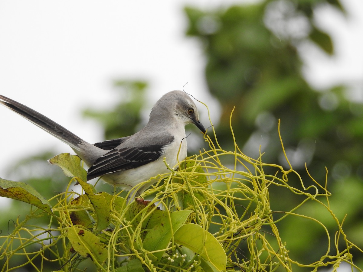 Tropical Mockingbird (Mayan) - ML615261975