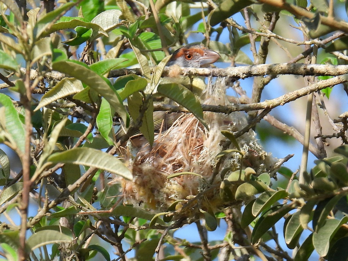 Rostbrauenvireo (viridis/cearensis) - ML615261977