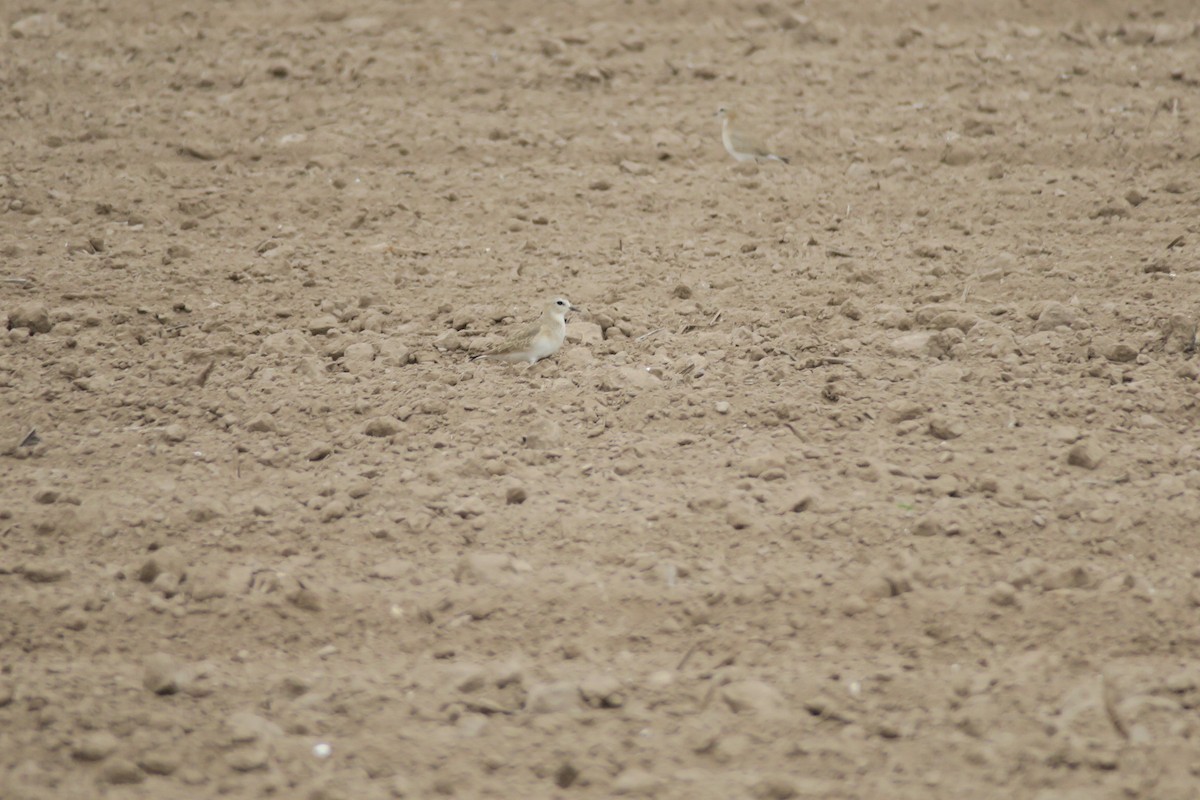 Mountain Plover - Baceliza Monroe