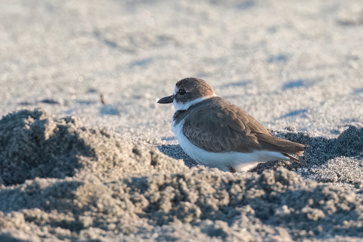 Wilson's Plover - ML615262002