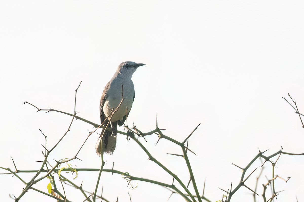 Tropical Mockingbird - ML615262056