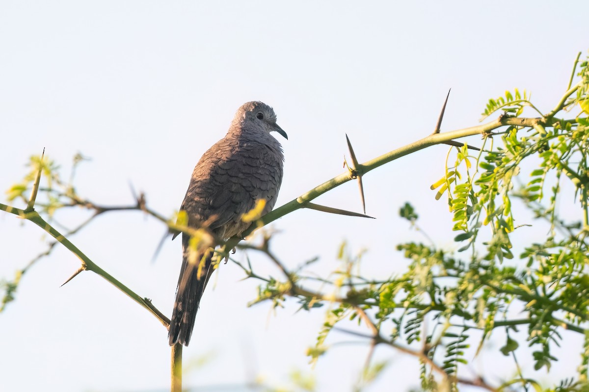 Inca Dove - ML615262067