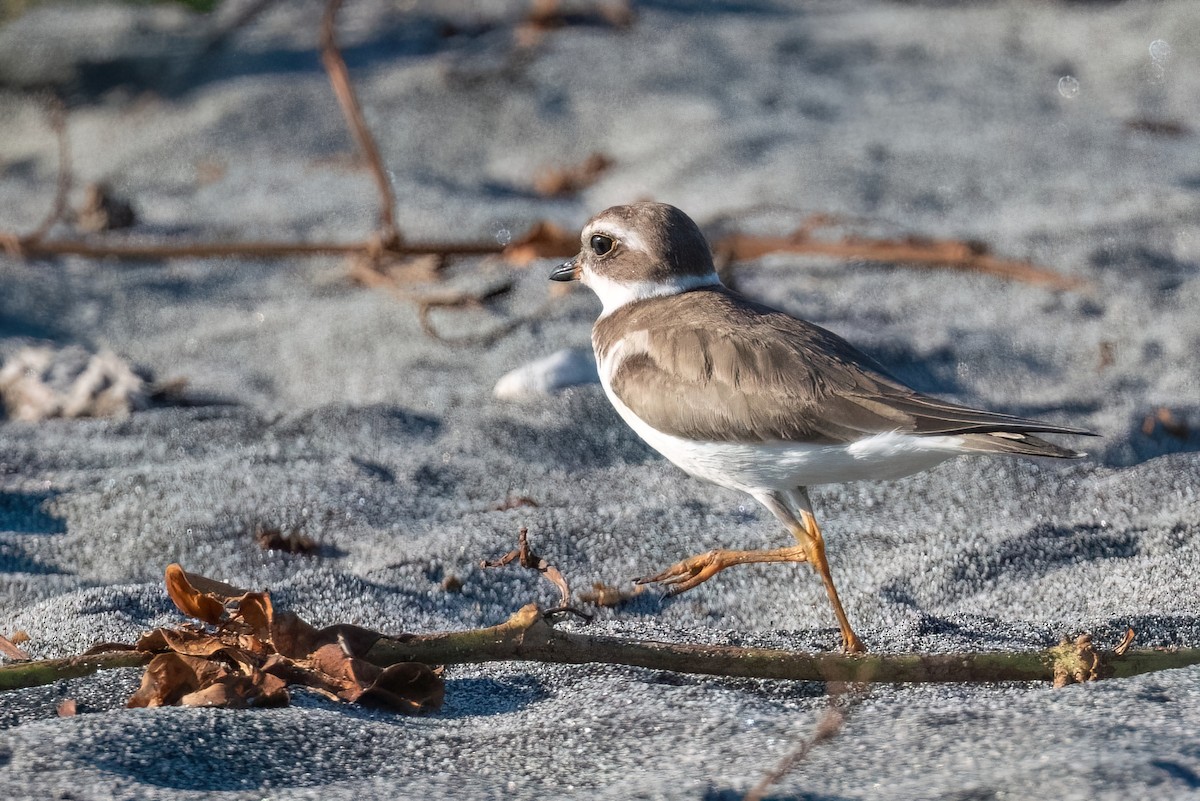 Semipalmated Plover - ML615262094