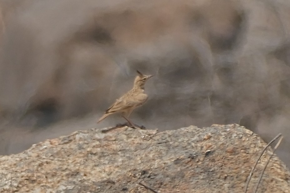 Crested Lark - ML615262099