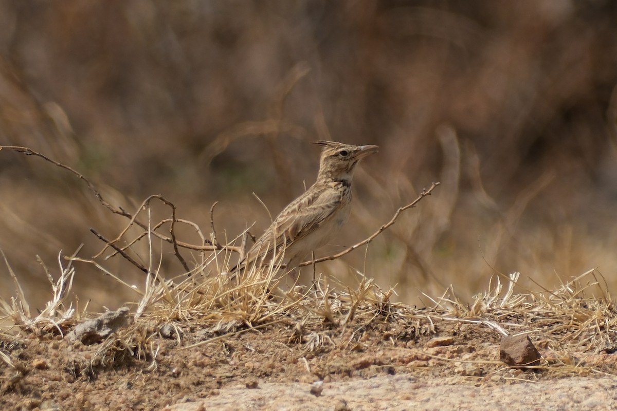 Crested Lark - ML615262103