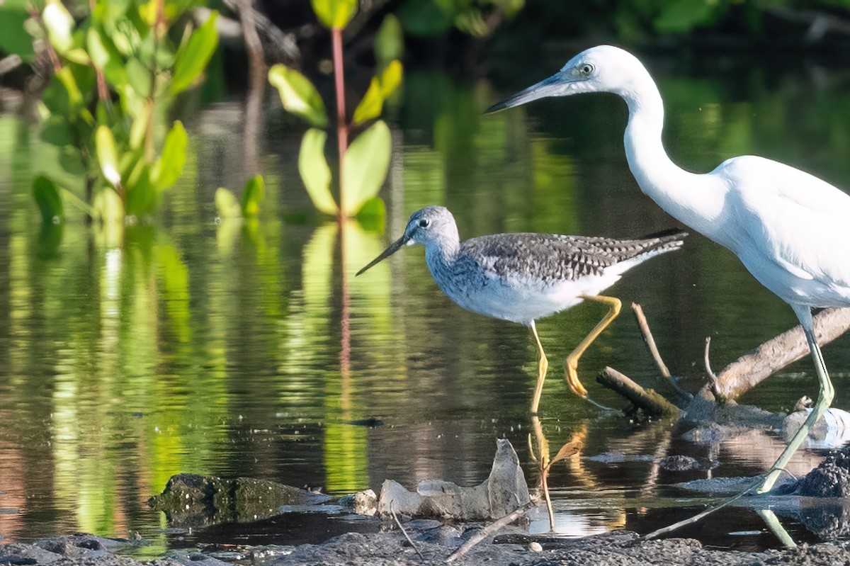 Greater Yellowlegs - ML615262116