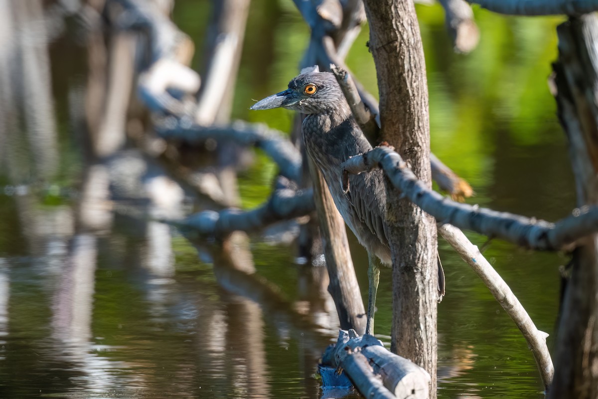 Yellow-crowned Night Heron - ML615262122