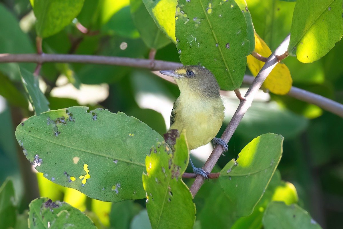 Mangrove Vireo - ML615262129