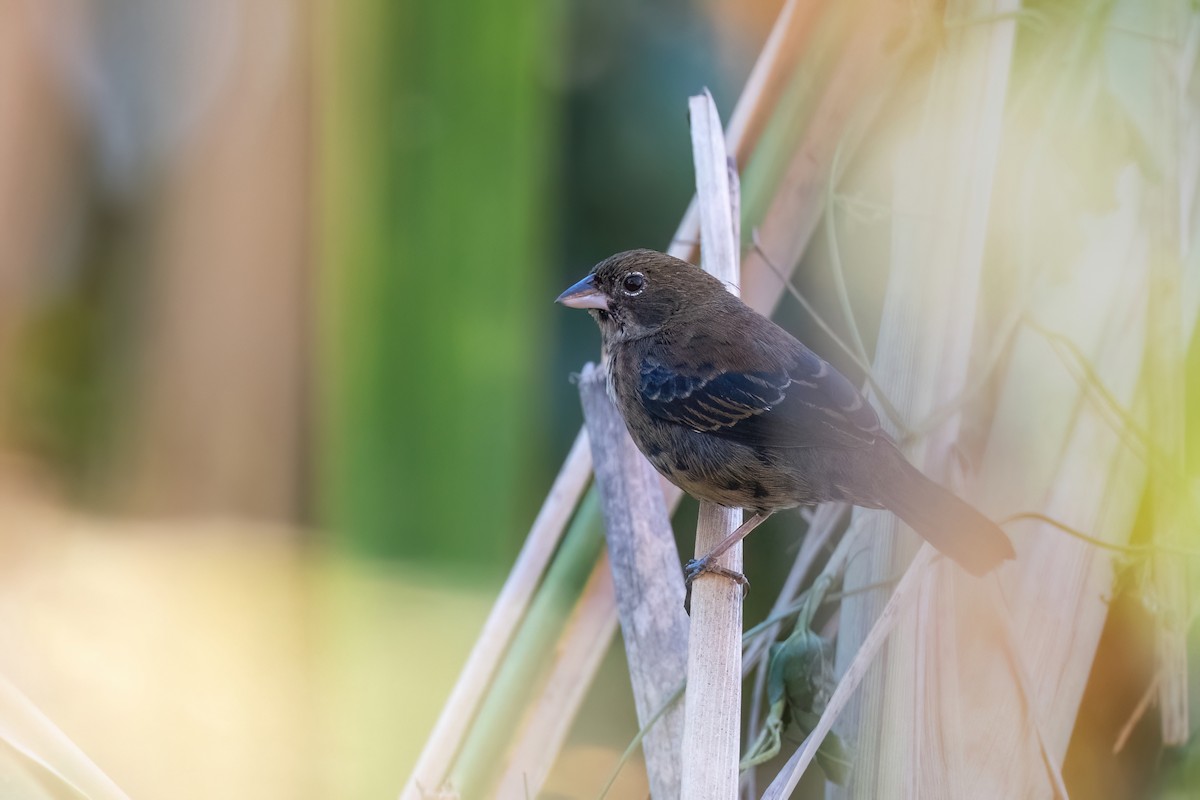 Blue-black Grassquit - ML615262149