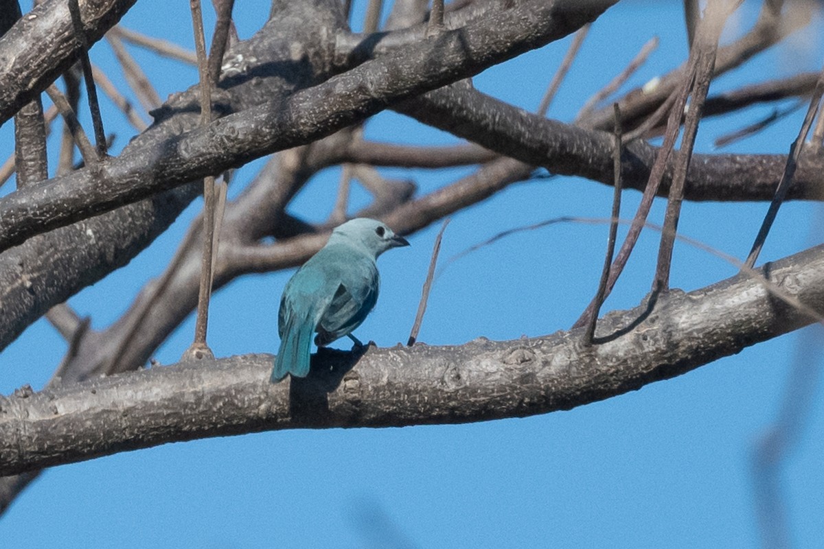 Blue-gray Tanager - ML615262173