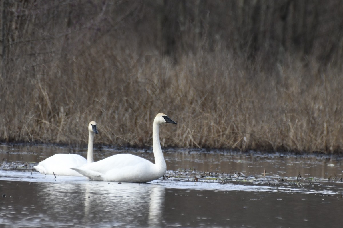 Cygne trompette - ML615262182