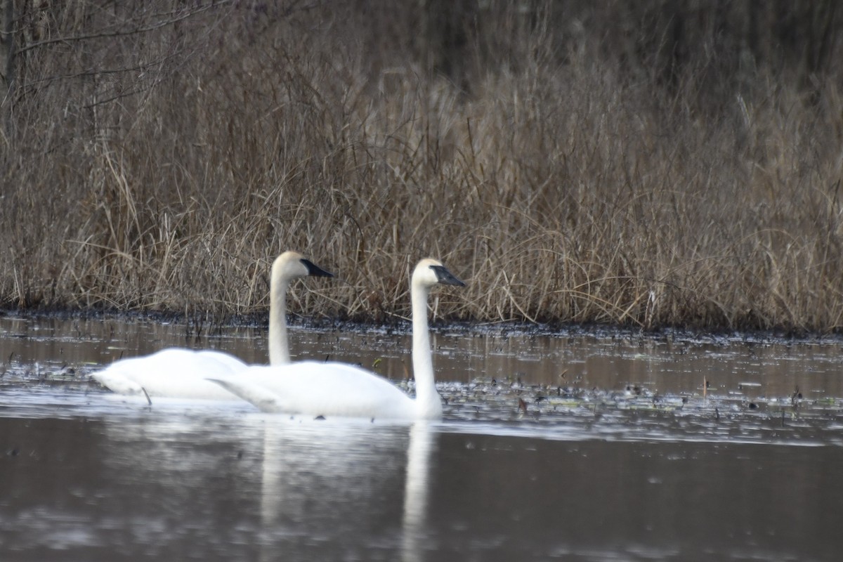 Trumpeter Swan - ML615262187