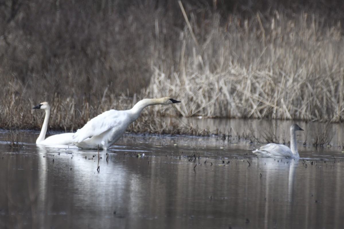 Cygne trompette - ML615262218