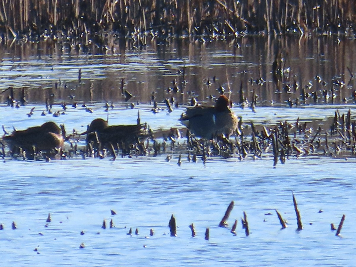 Green-winged Teal - ML615262229