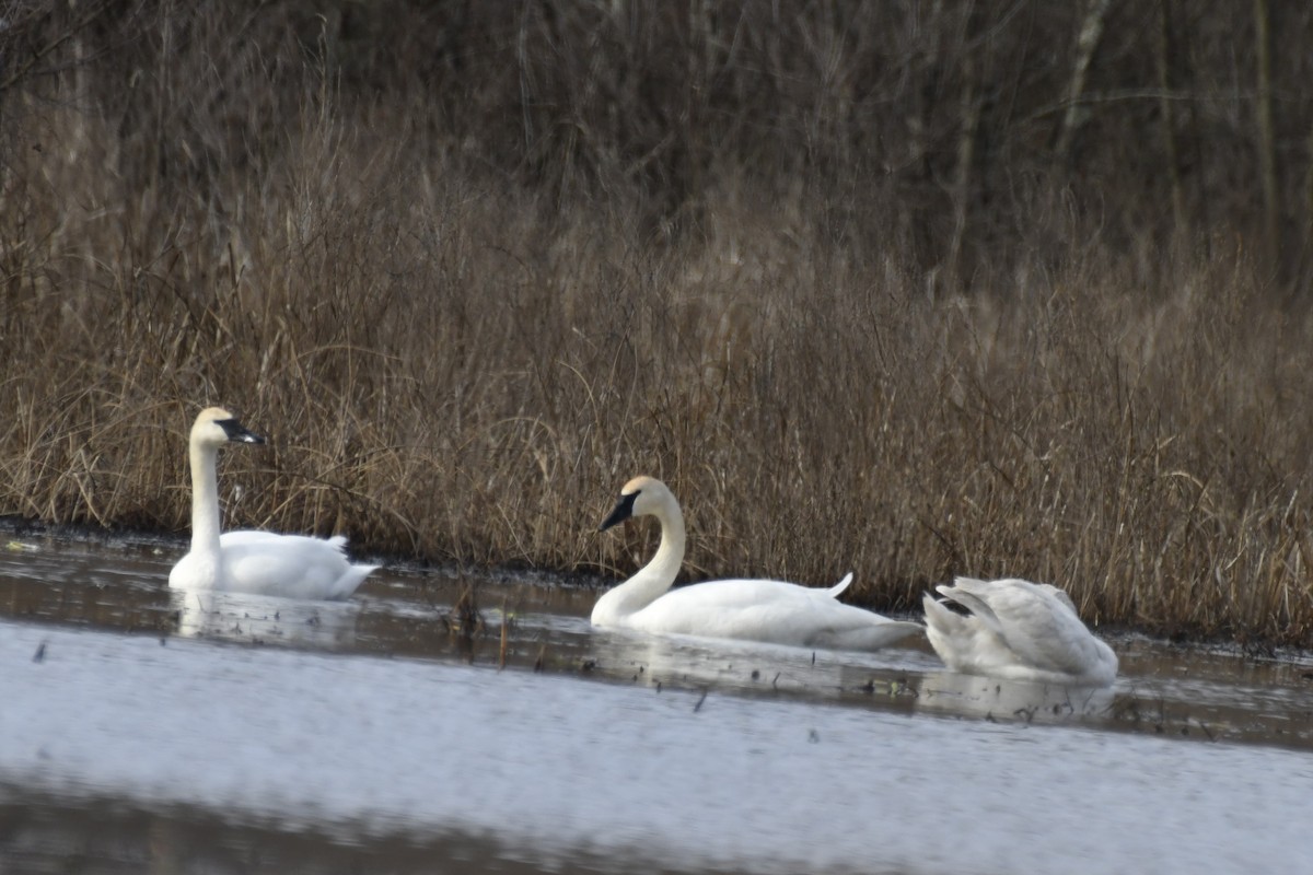 Trumpeter Swan - ML615262231