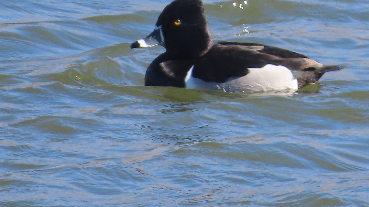 Ring-necked Duck - ML615262246