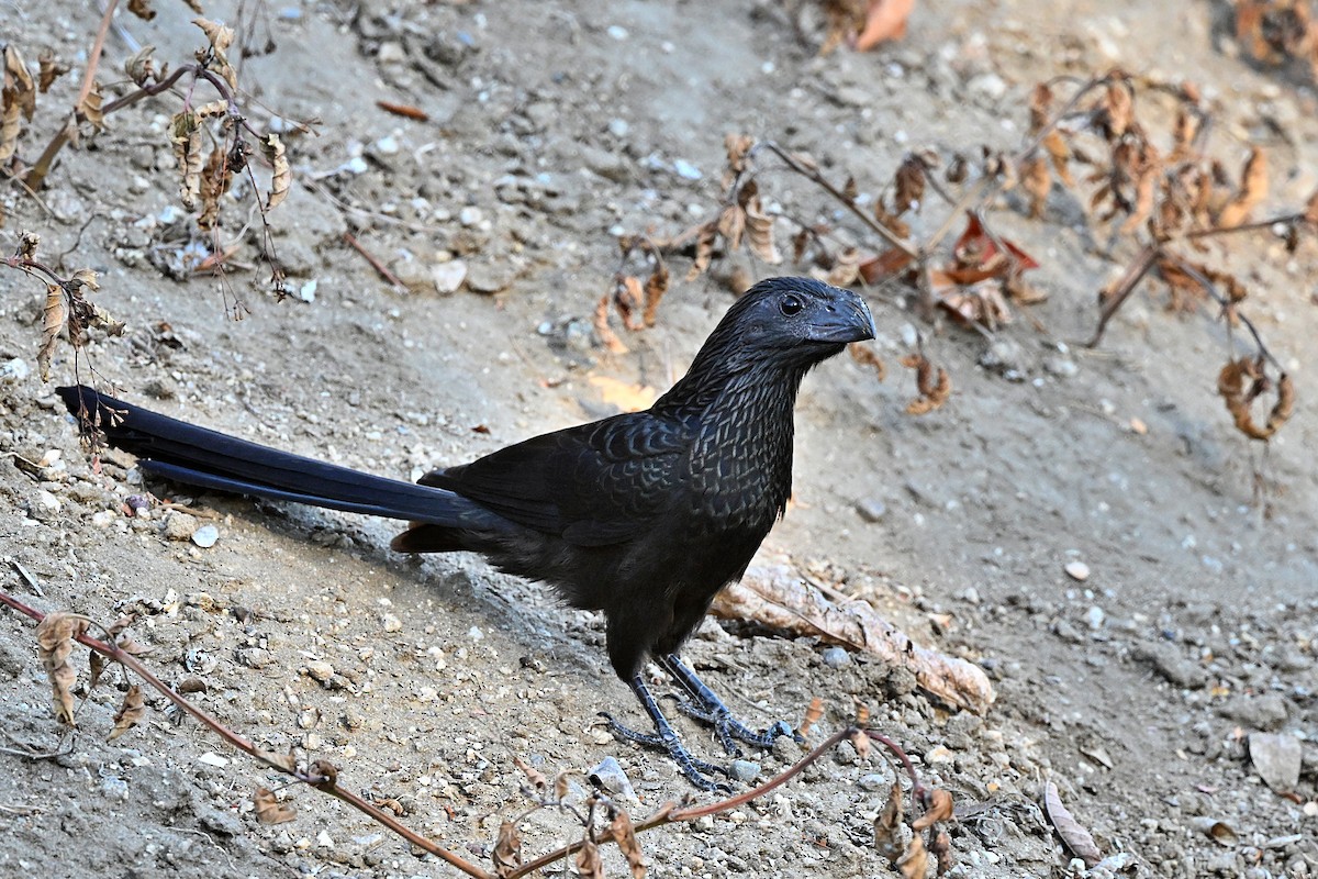 Groove-billed Ani - ML615262316