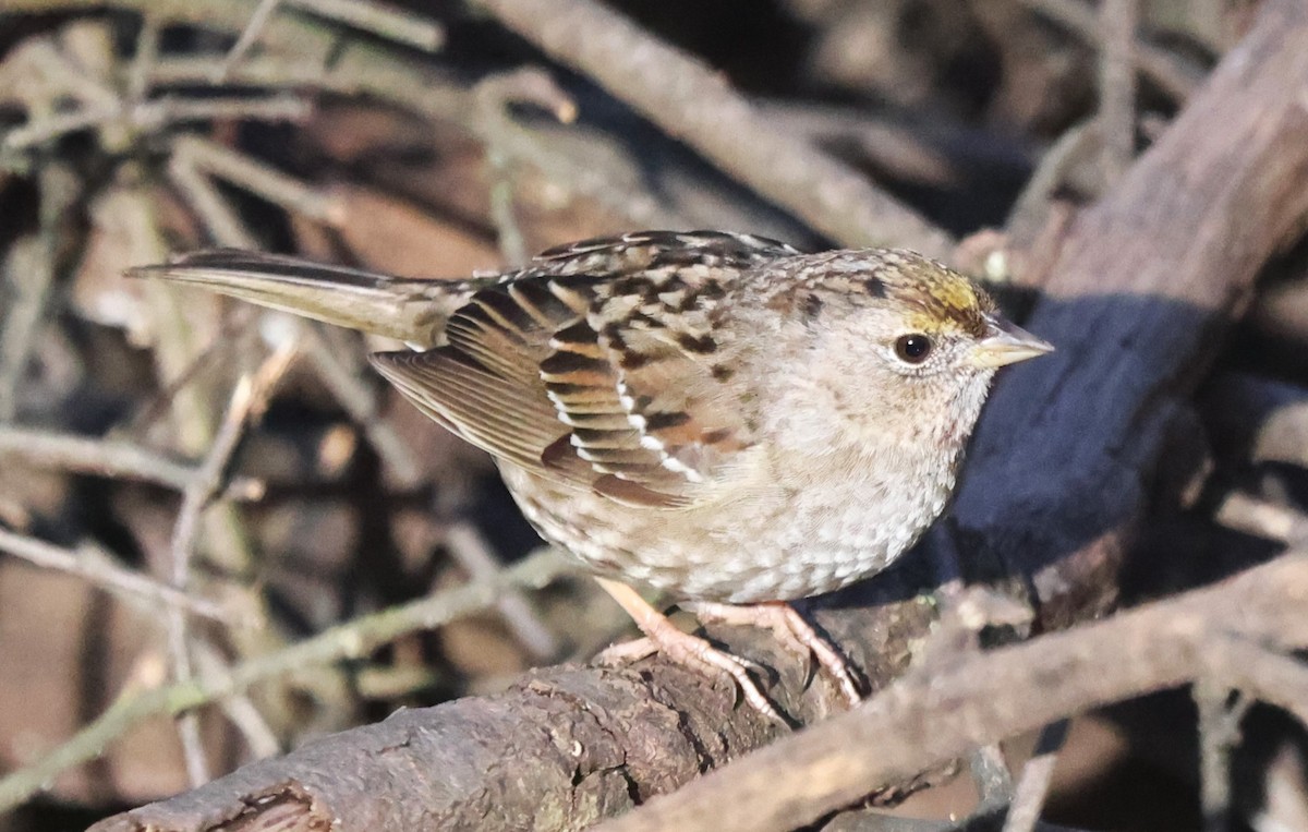 Golden-crowned Sparrow - ML615262337