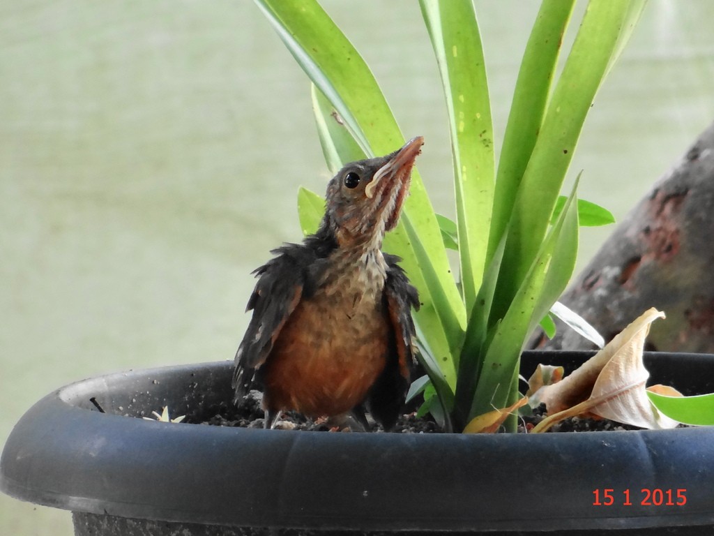 Rufous-bellied Thrush - Gabriel Bonfa