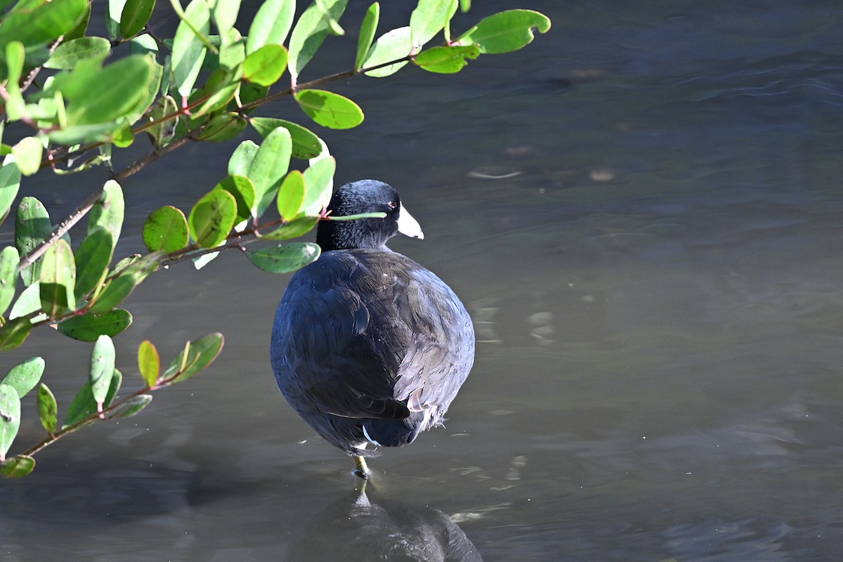 American Coot - André Lanouette