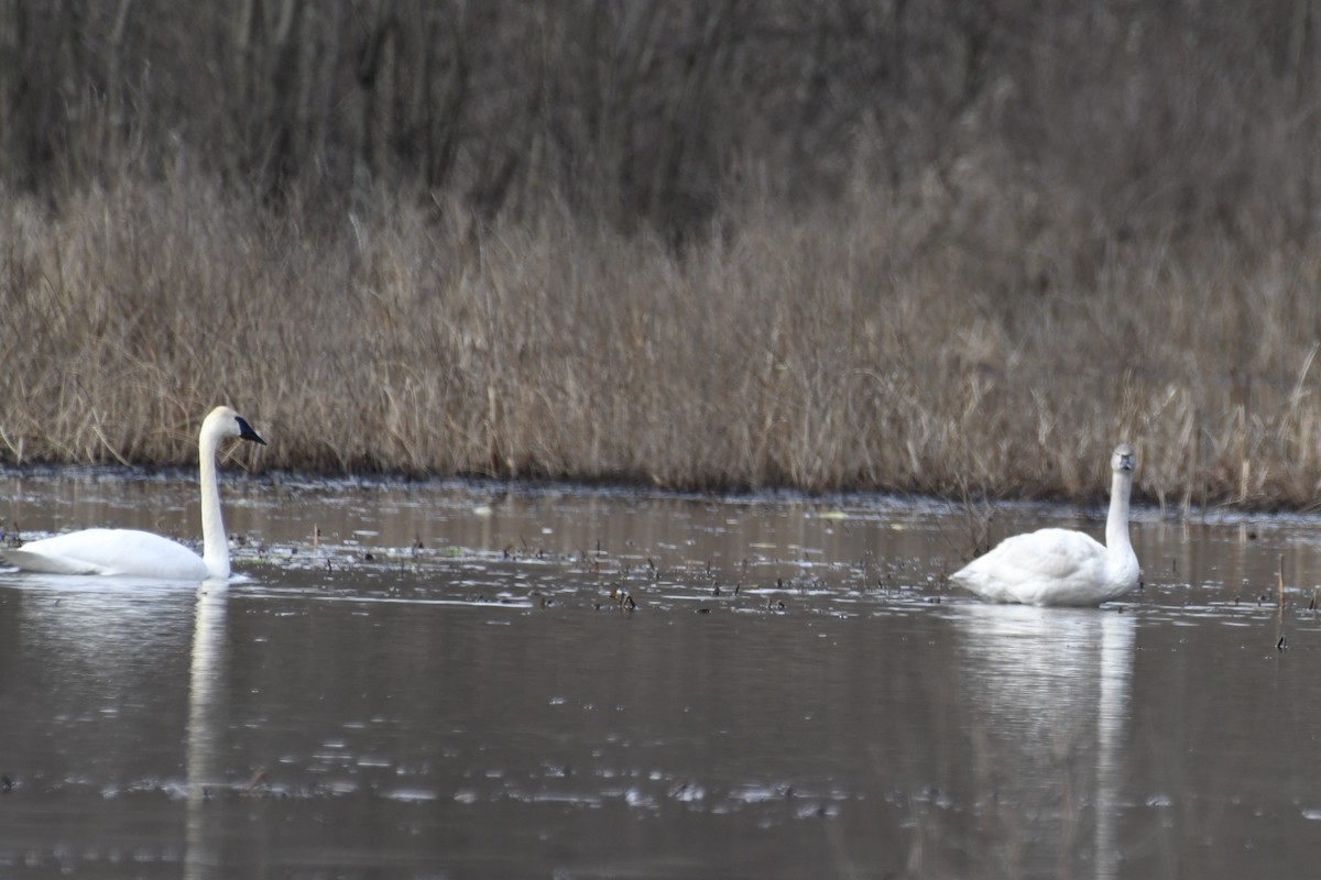 Trumpeter Swan - ML615262431