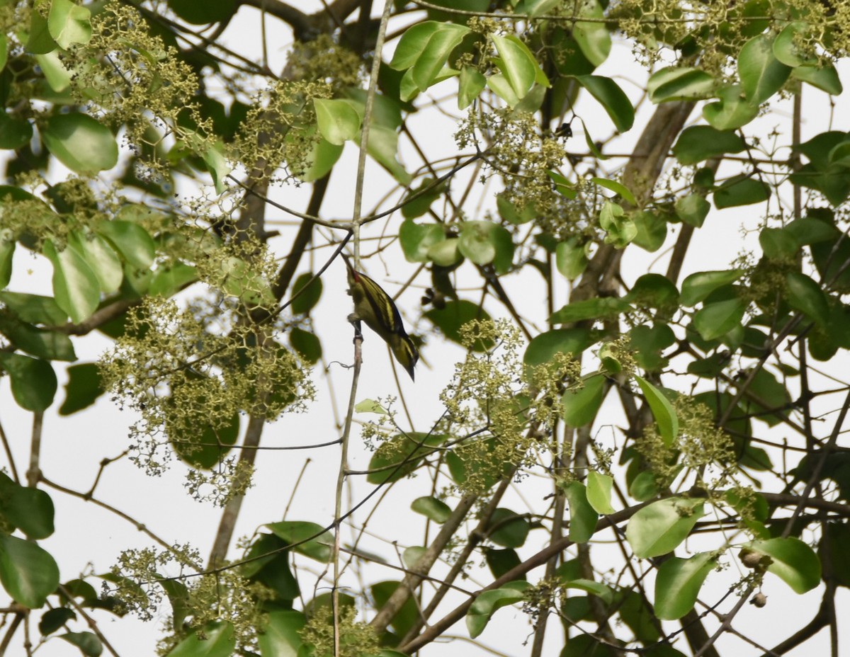 Red-rumped Tinkerbird - Peter Kavouras