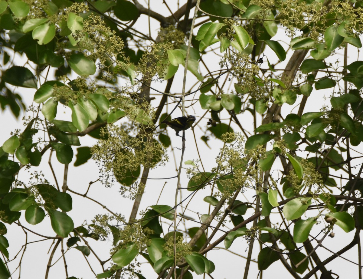 Red-rumped Tinkerbird - ML615262442