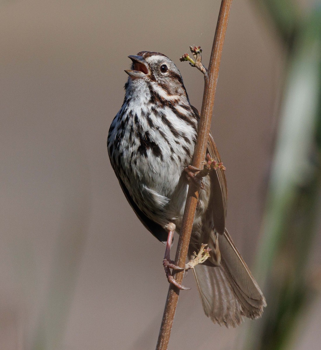 Song Sparrow - ML615262514