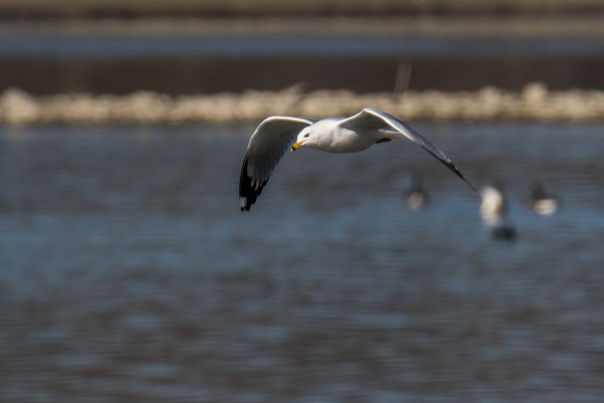 Ring-billed Gull - Michele Morningstar