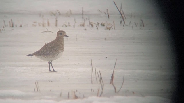 European Golden-Plover - ML615262582