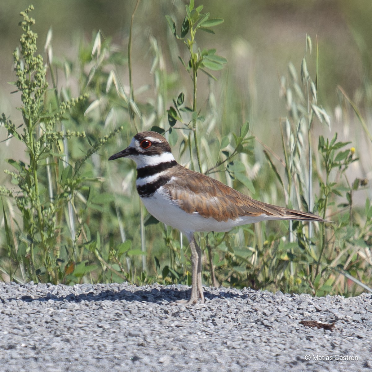 Killdeer - Matias Castren