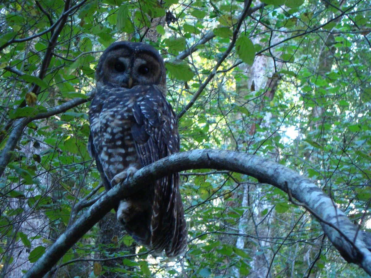 Spotted Owl - ML615262723