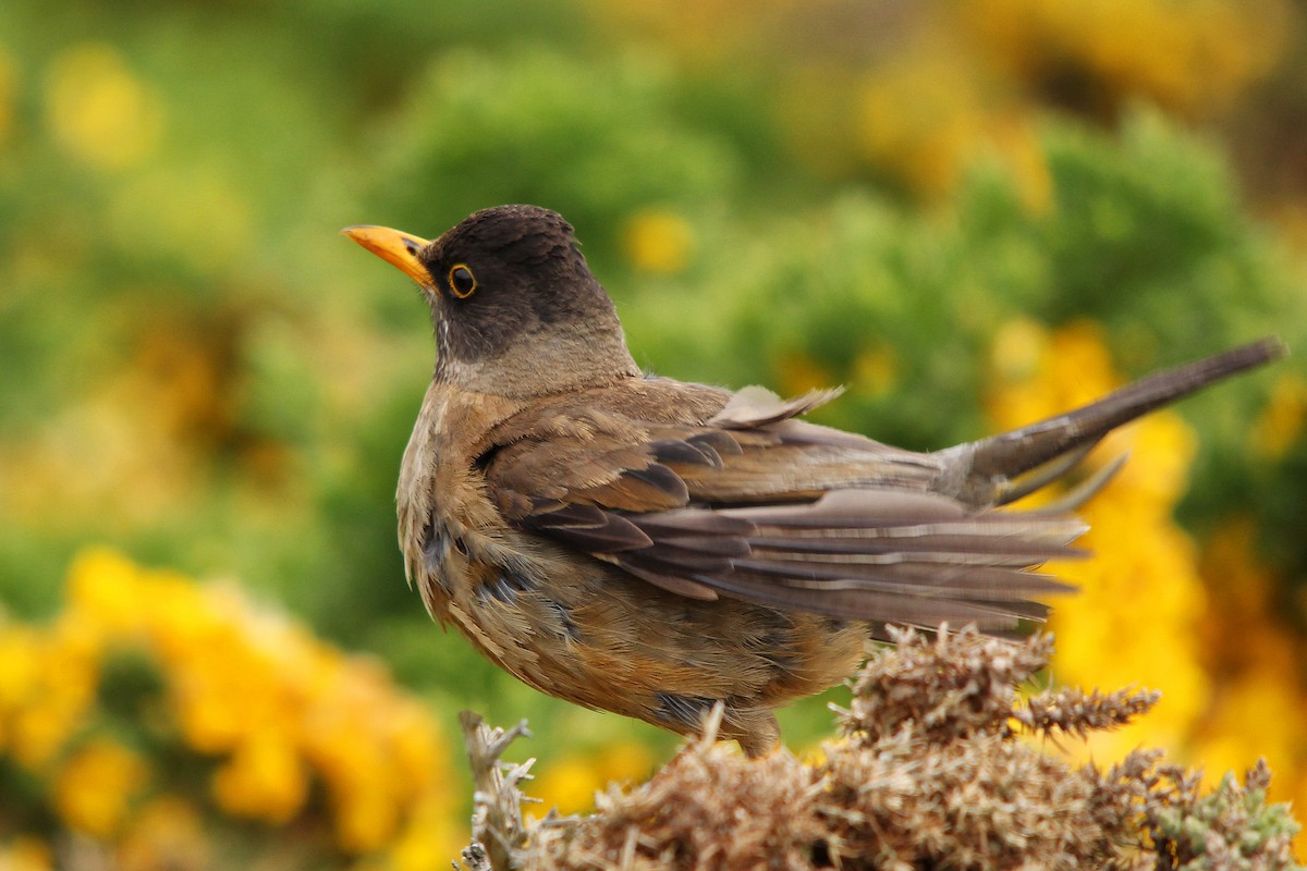 Austral Thrush - Mike Smith