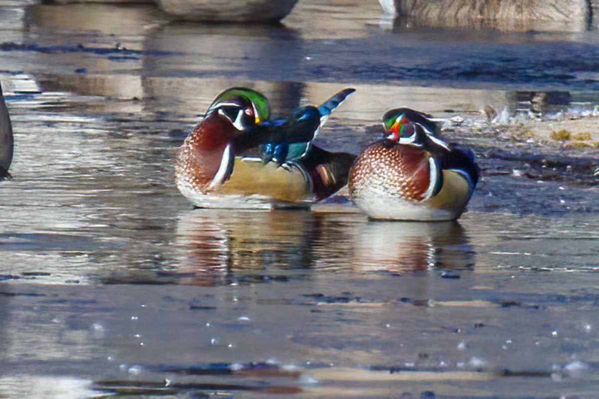 Wood Duck - Roger Hagerman