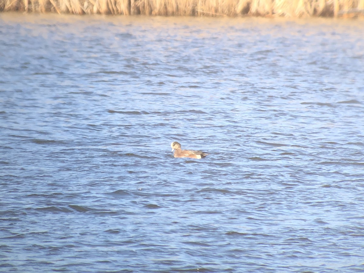 American Wigeon - Marshall Iliff