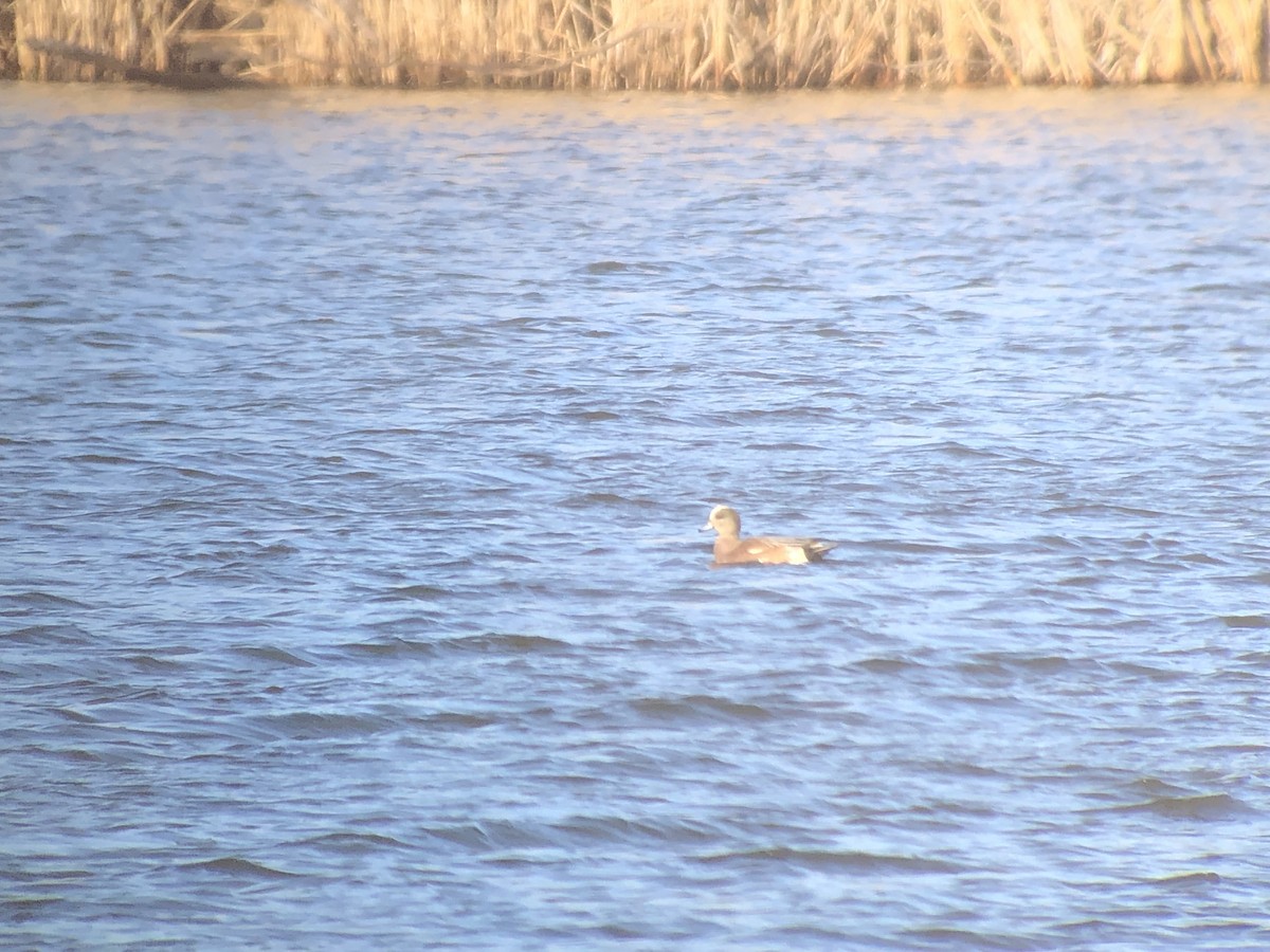 American Wigeon - ML615262788