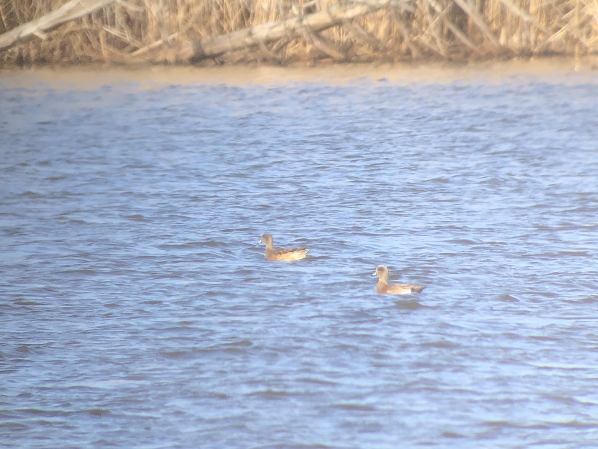 American Wigeon - ML615262789