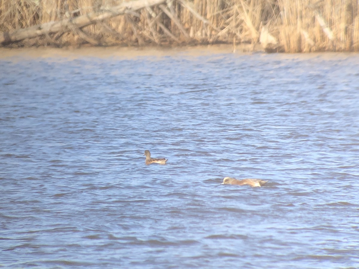 American Wigeon - ML615262790