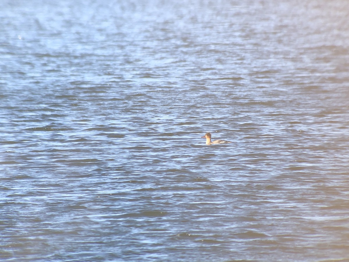 Red-breasted Merganser - ML615262800