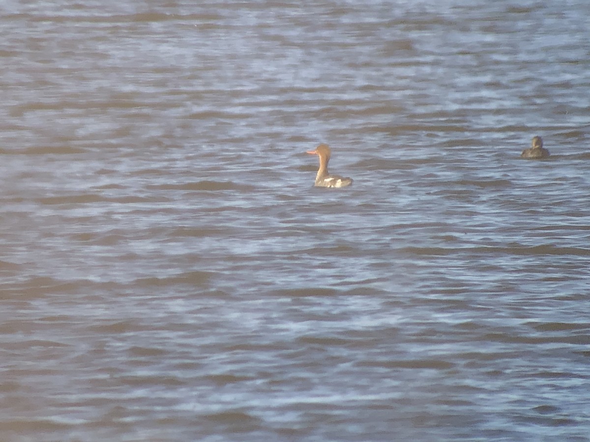 Red-breasted Merganser - ML615262801