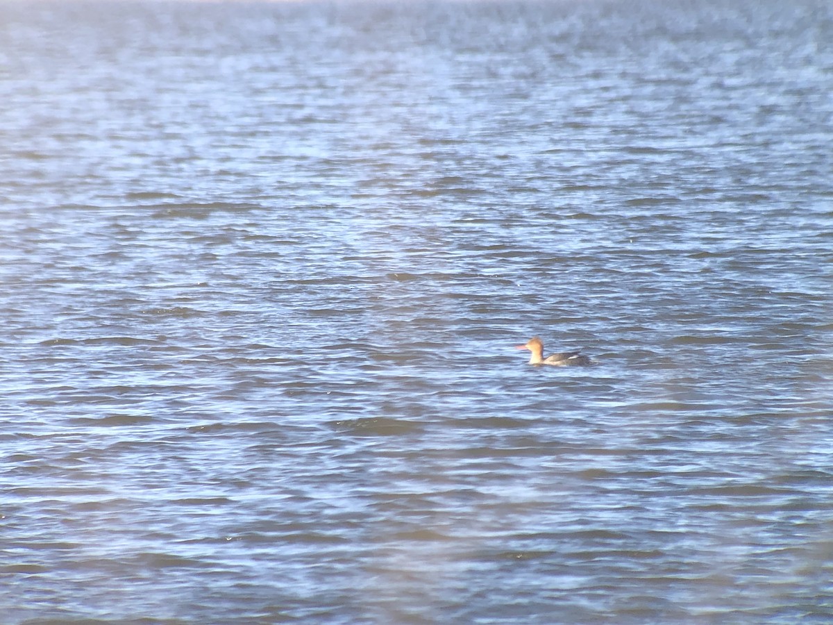 Red-breasted Merganser - ML615262802